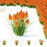 Blumen Kniphofia - valeriy korol ld
