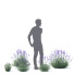 Blumen Lavendel angustifolia - valeriy korol ld