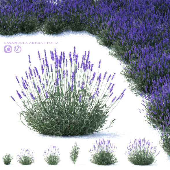 Blumen Lavendel angustifolia 3D-Modell