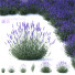 Blumen Lavendel angustifolia - valeriy korol ld