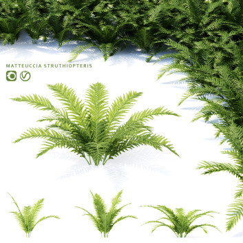Paproć Matteuccia Struthiopteris Model 3D