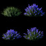 Arbustos Nepeta fassenii - valeriy korol ld