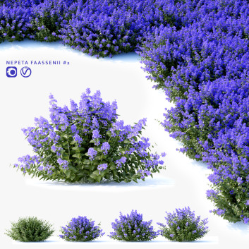 Arbustos Nepeta fassenii
