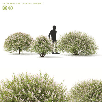 Krzewy Salix Integra Hakuro-Nishiki Model 3D