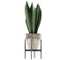 Topfpflanze Kollektion 104 Agave - rodolfoboscan911