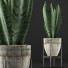 Topfpflanze Kollektion 104 Agave - rodolfoboscan911