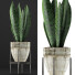 Topfpflanze Kollektion 104 Agave - rodolfoboscan911