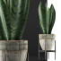 Topfpflanze Kollektion 104 Agave - rodolfoboscan911