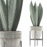 Topfpflanze Kollektion 104 Agave - rodolfoboscan911