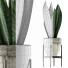Topfpflanze Kollektion 104 Agave - rodolfoboscan911