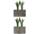 Topfpflanze Kollektion 103 Agave - rodolfoboscan911