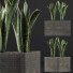 Topfpflanze Kollektion 103 Agave - rodolfoboscan911