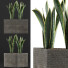 Topfpflanze Kollektion 103 Agave - rodolfoboscan911