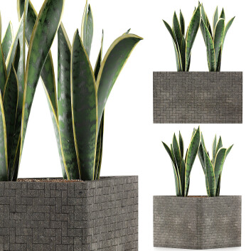 Topfpflanze  Kollektion 103 Agave 3D-Modell