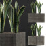 Topfpflanze Kollektion 103 Agave - rodolfoboscan911