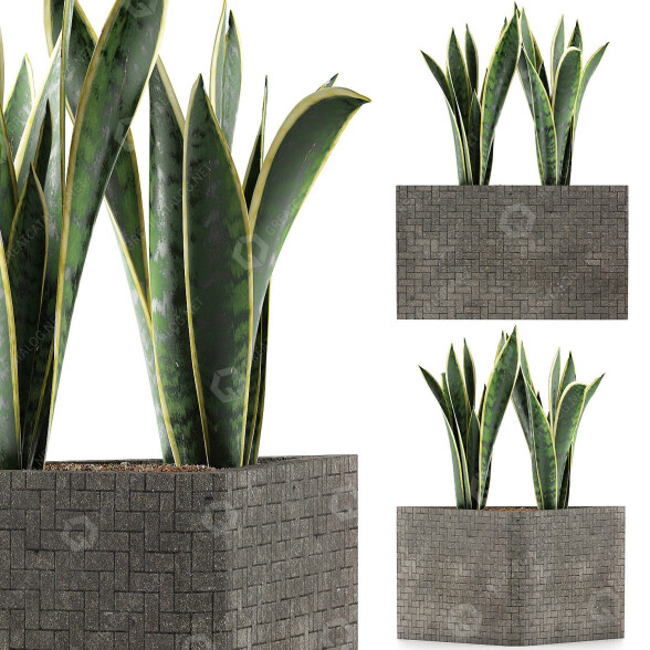 Topfpflanze Kollektion 103 Agave 3D-Modell