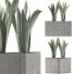 Topfpflanze Kollektion 103 Agave - rodolfoboscan911
