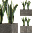 Topfpflanze Kollektion 103 Agave - rodolfoboscan911