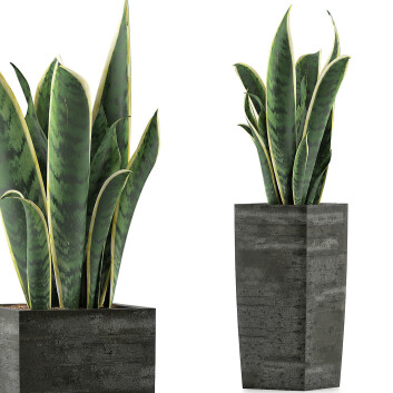 Topfpflanze  Kollektion 100 Sansevieria 3D-Modell