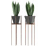 Topfpflanze Sammlung 99 Sansevieria - rodolfoboscan911