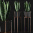 Topfpflanze Sammlung 99 Sansevieria - rodolfoboscan911