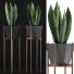 Topfpflanze Sammlung 99 Sansevieria - rodolfoboscan911