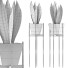 Topfpflanze Sammlung 99 Sansevieria - rodolfoboscan911