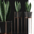 Topfpflanze Sammlung 99 Sansevieria - rodolfoboscan911
