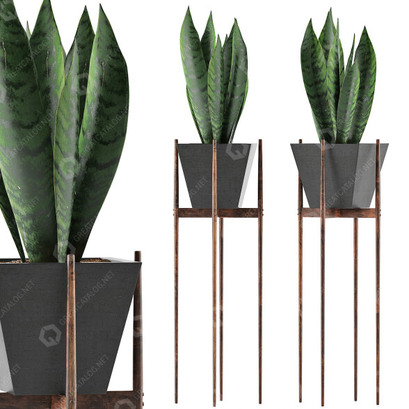 Topfpflanze Sammlung 99 Sansevieria 3D-Modell