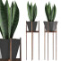 Topfpflanze Sammlung 99 Sansevieria - rodolfoboscan911