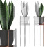 Topfpflanze Sammlung 99 Sansevieria - rodolfoboscan911