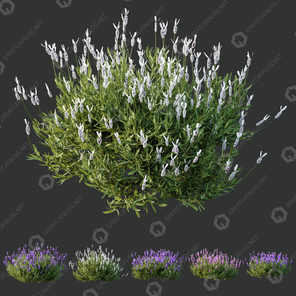 Buissons HQ Boîte de Jardin Extérieur Volume 48 modèle 3D