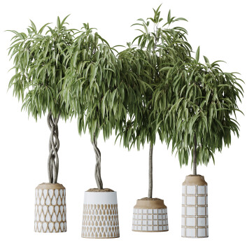 Rośliny doniczkowe  HQ Huge Ficus Binnendijkii Alii Maclellandii Braid Model 3D