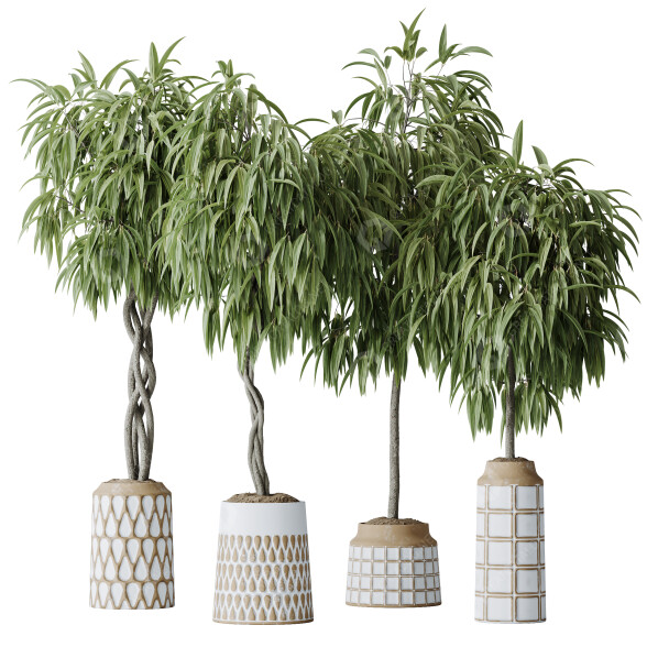 Rośliny doniczkowe HQ Huge Ficus Binnendijkii Alii Maclellandii Braid model 3D