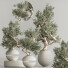 Bonsai-Baum Innenset Zimmerpflanzen 64 - Haniezzatpur
