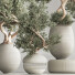 Bonsai-Baum Innenset Zimmerpflanzen 64 - Haniezzatpur