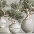 Bonsai-Baum Innenset Zimmerpflanzen 64 - Haniezzatpur