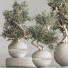Bonsai-Baum Innenset Zimmerpflanzen 64 - Haniezzatpur