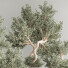Bonsai-Baum Innenset Zimmerpflanzen 64 - Haniezzatpur
