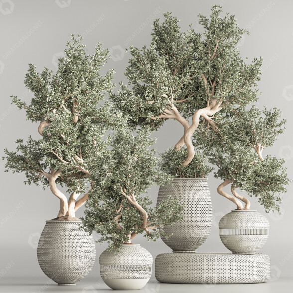Bonsai-Baum Innenset Zimmerpflanzen 64 3D-Modell