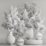 Bonsai-Baum Innenset Zimmerpflanzen 64 - Haniezzatpur