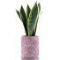 Topfpflanze Sammlung 98 Sansevieria - rodolfoboscan911