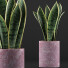 Topfpflanze Sammlung 98 Sansevieria - rodolfoboscan911
