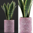 Topfpflanze Sammlung 98 Sansevieria - rodolfoboscan911