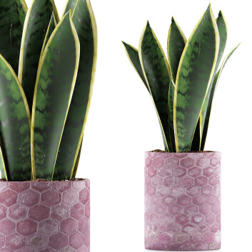 Topfpflanze  Sammlung 98 Sansevieria 3D-Modell