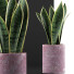 Topfpflanze Sammlung 98 Sansevieria - rodolfoboscan911