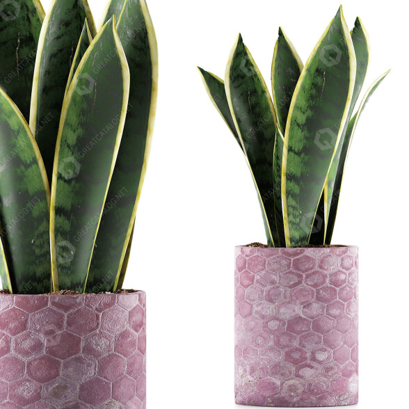 Topfpflanze Sammlung 98 Sansevieria 3D-Modell