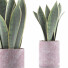 Topfpflanze Sammlung 98 Sansevieria - rodolfoboscan911