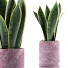 Topfpflanze Sammlung 98 Sansevieria - rodolfoboscan911