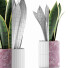 Topfpflanze Sammlung 98 Sansevieria - rodolfoboscan911